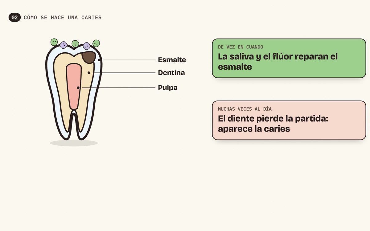 Fotograma animado del vídeo «Caries»: un diente dibujado por dentro (esmalte, dentina y pulpa), los recuadros «La saliva y el flúor reparan el esmalte» y «El diente pierde la partida: aparece la caries», y la caries que va creciendo.